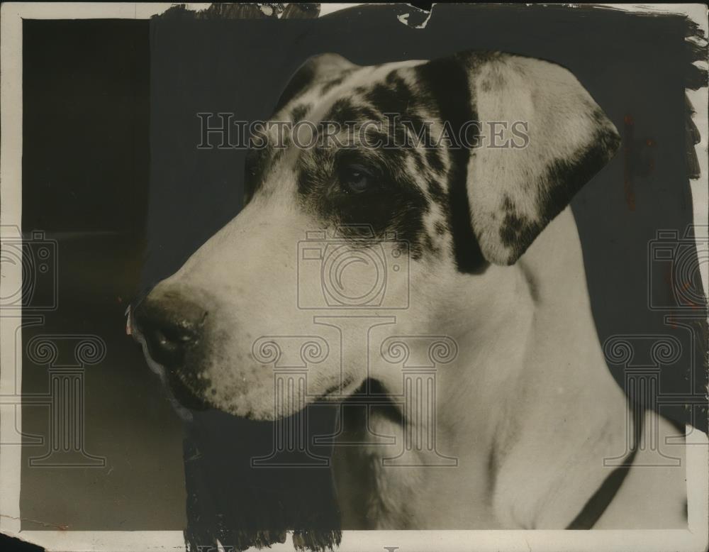 1928 Press Photo Mrs F. Hatfield&#39;s Essex Canine Society Show Dog - neo13532 - Historic Images