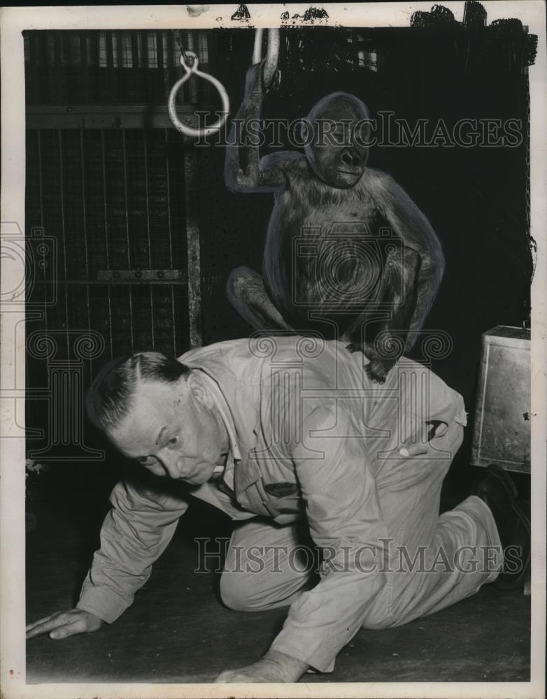 1951 Press Photo Keeper Leonard Stenzel Plays with Baby Gorilla - neo21173 - Historic Images