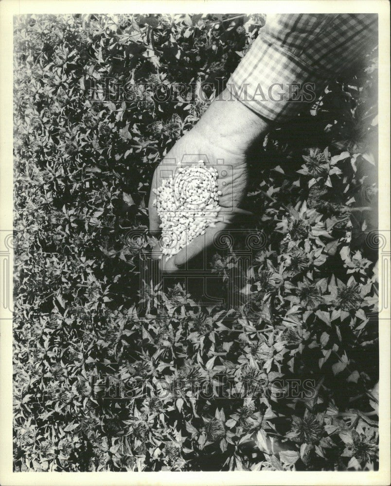 1962 Press Photo seeds safflower florets oil fat - Historic Images