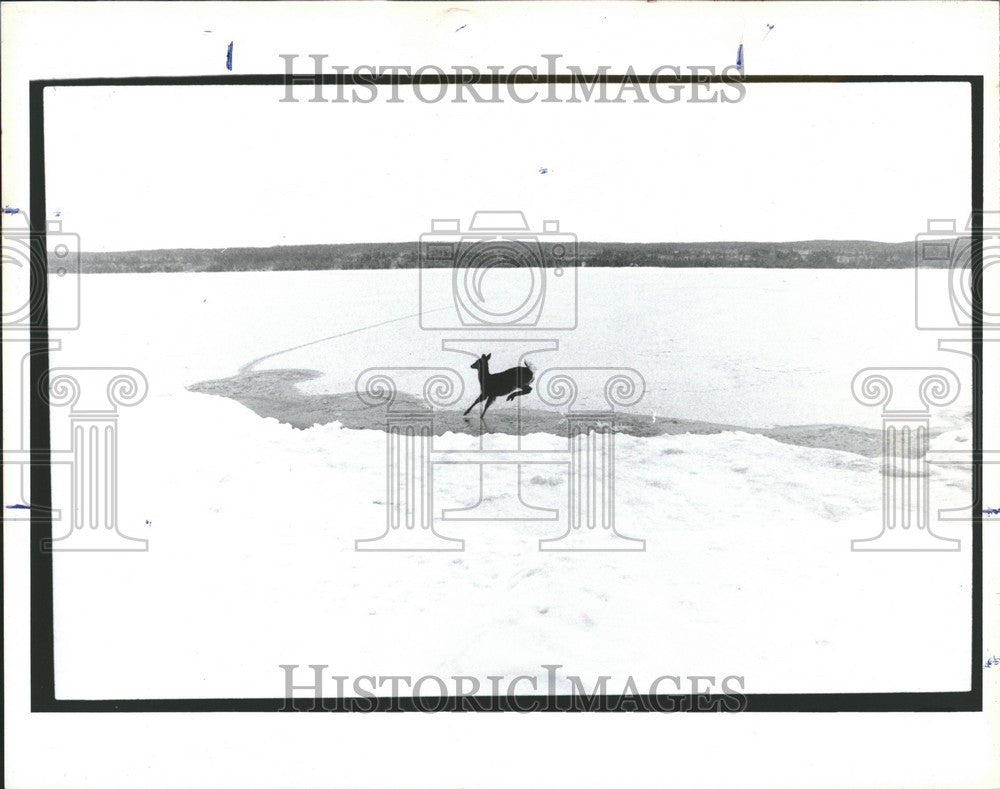 1991 Press Photo White Tail Deer Lake Superior snow ice - Historic Images