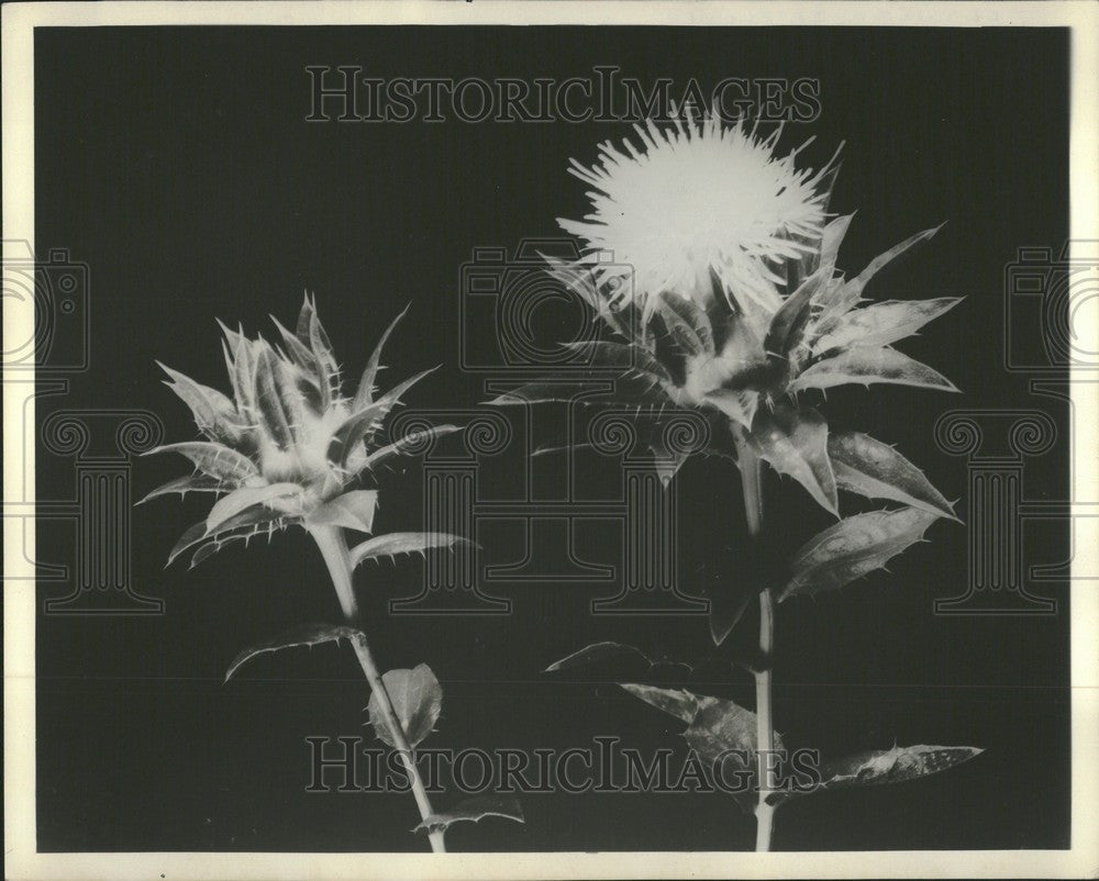 1962 Press Photo Spiny green bracts - Historic Images