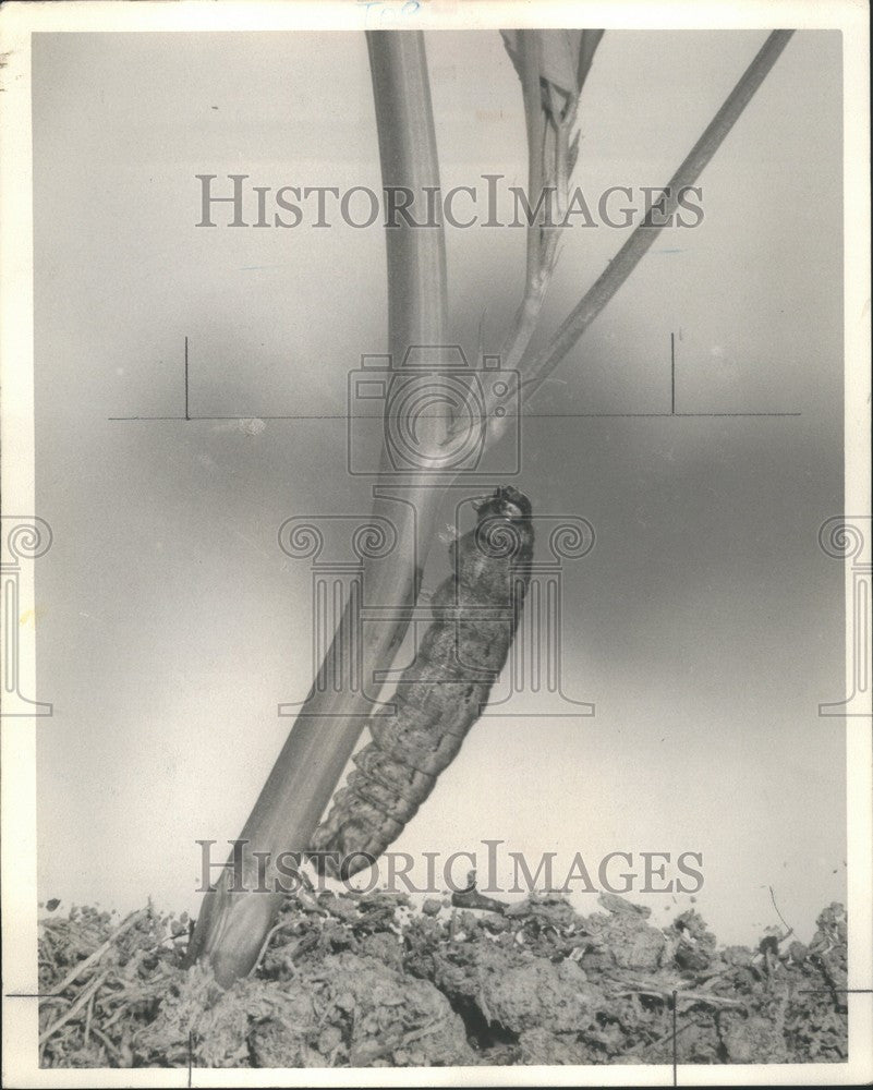 1943 Press Photo Cutworms  larvae night-flying moths - Historic Images