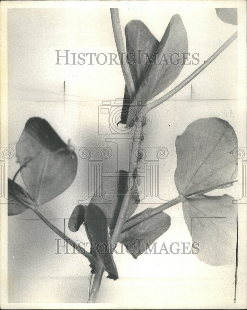 1948 Press Photo aphids plant lice nicotine spray - Historic Images