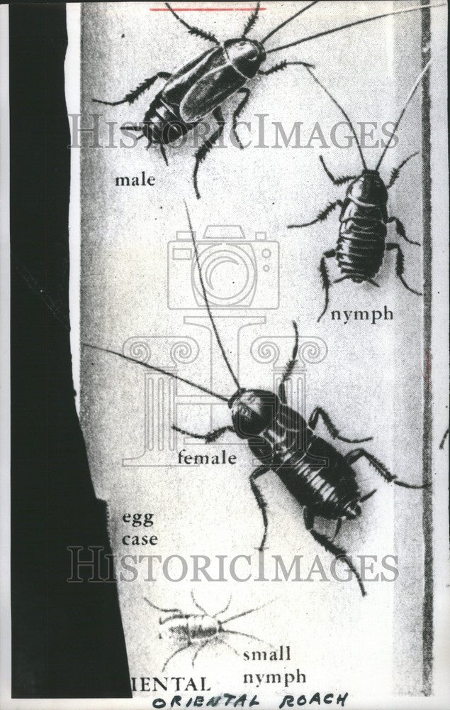 1966 Press Photo Oriental Roach - Historic Images