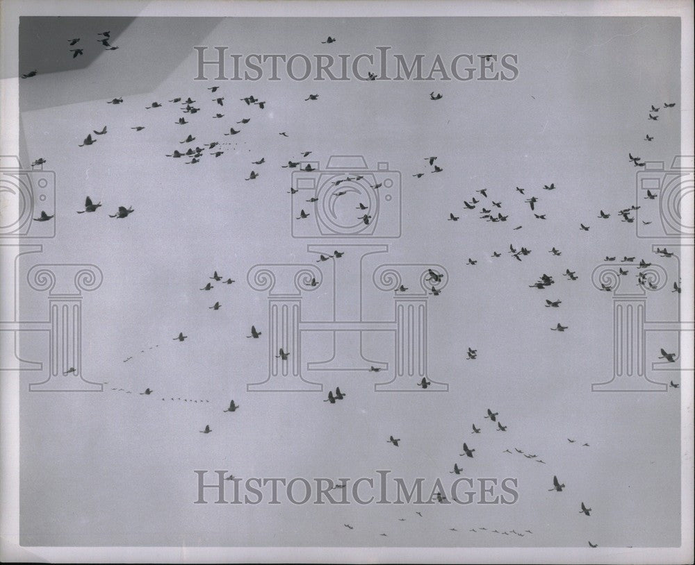 1954 Press Photo Jack Miner Conservationist Birds - Historic Images