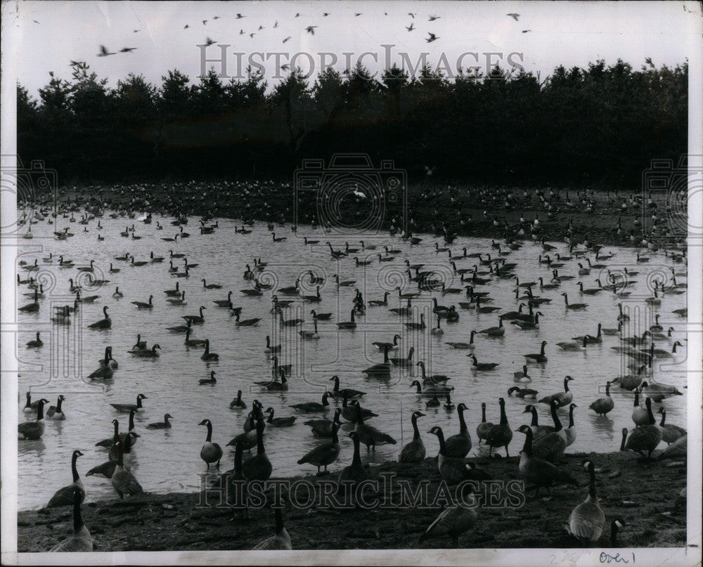 Press Photo Geese Jack Miner Bird Sanctuary - Historic Images