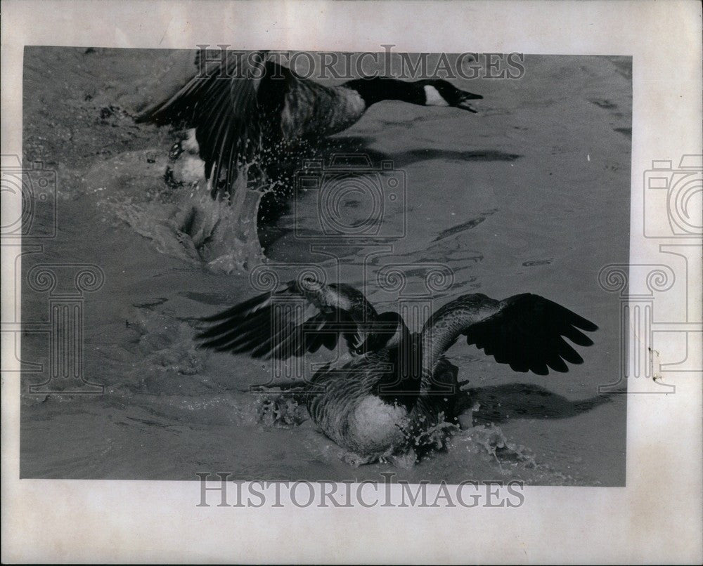 1972 Press Photo John Jack Thomas Miner Bird Sanctuary - Historic Images