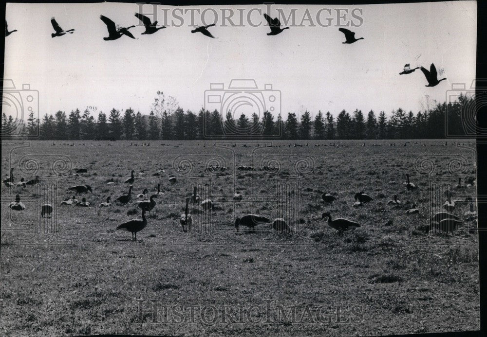 1969 Press Photo Jack miner Bird Sanctuary - Historic Images