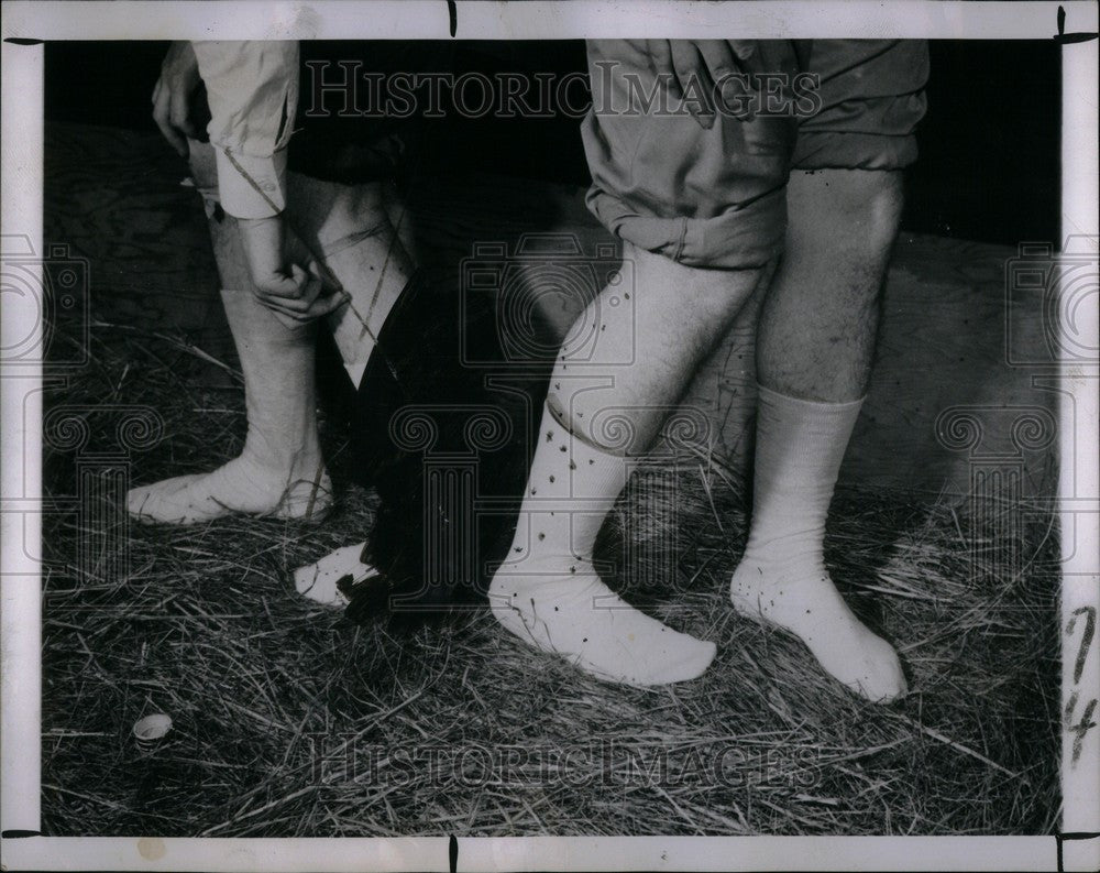 1954 Press Photo Insects - Historic Images