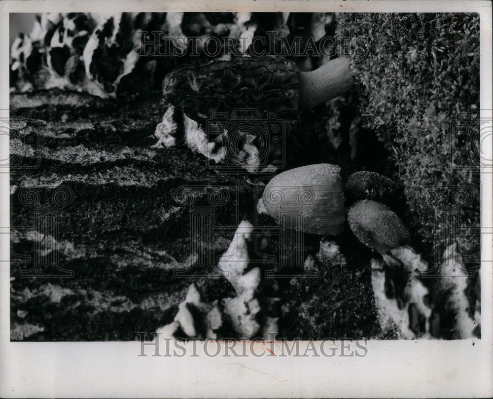 1976 Press Photo Morel Morchella mushrooms food - Historic Images