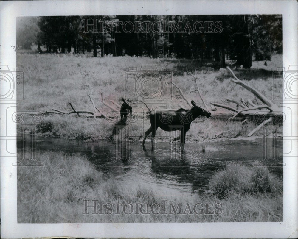 1979 Press Photo A COW AND BABY MOOSE ROAM GRAND TETON - Historic Images