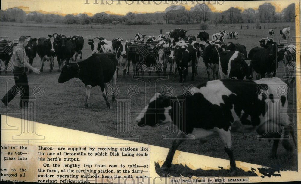 1957 Press Photo Detroit Milk Cows Holstein - Historic Images