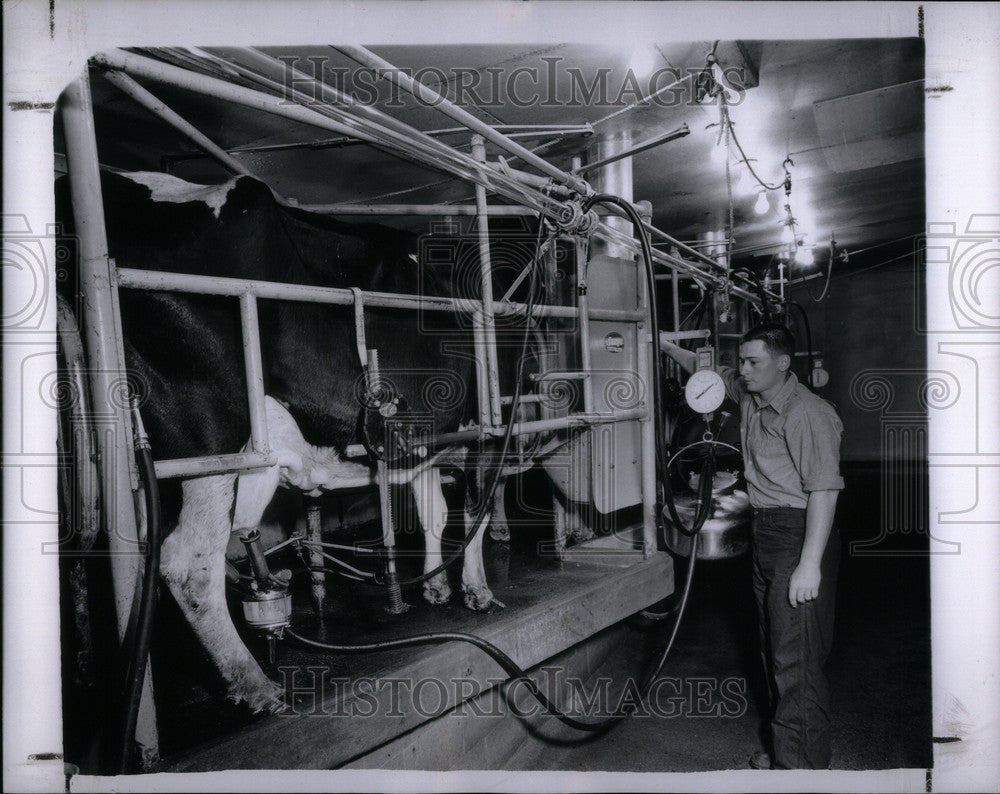 1957 Press Photo Laing Milk cows - Historic Images