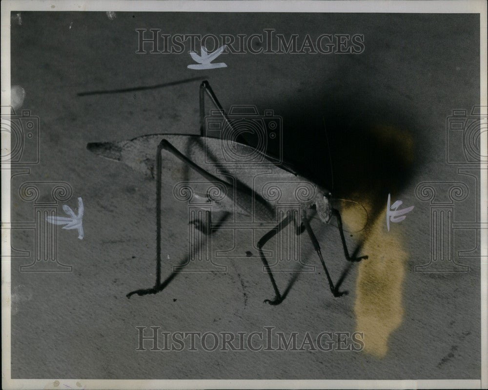 1940 Press Photo Katydid Grasshopper - Historic Images