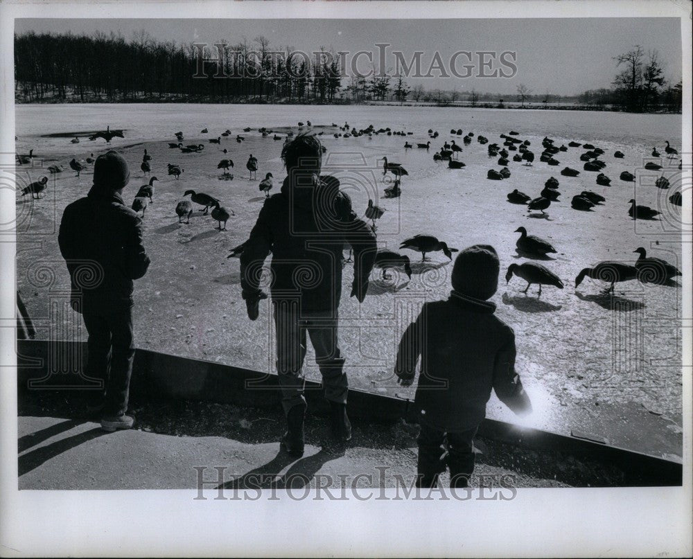 1973 Press Photo Canada geese skate Kensington pond - Historic Images