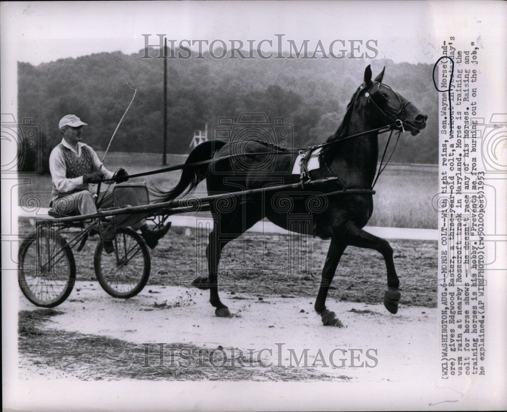 1953 Press Photo Sen. Wayne Morse Colt Edgwood Easter - Historic Images