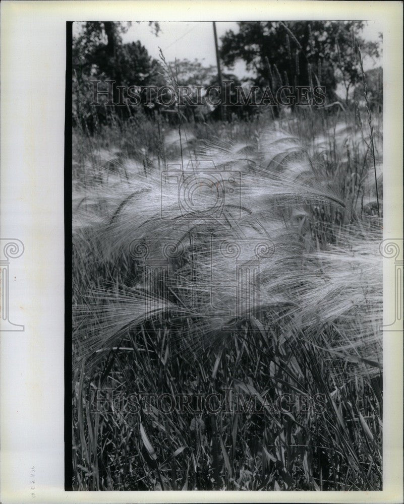 1970 Press Photo Grass - Historic Images