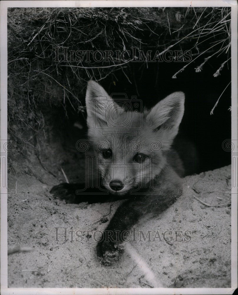 1963 Press Photo Winters in Royal III - Historic Images