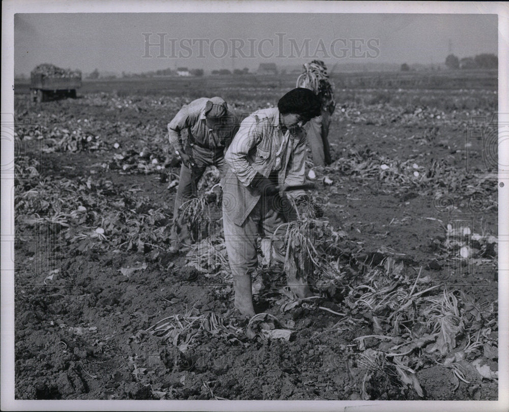 1979 Migrant Workers - DFPD73743 - Historic Images