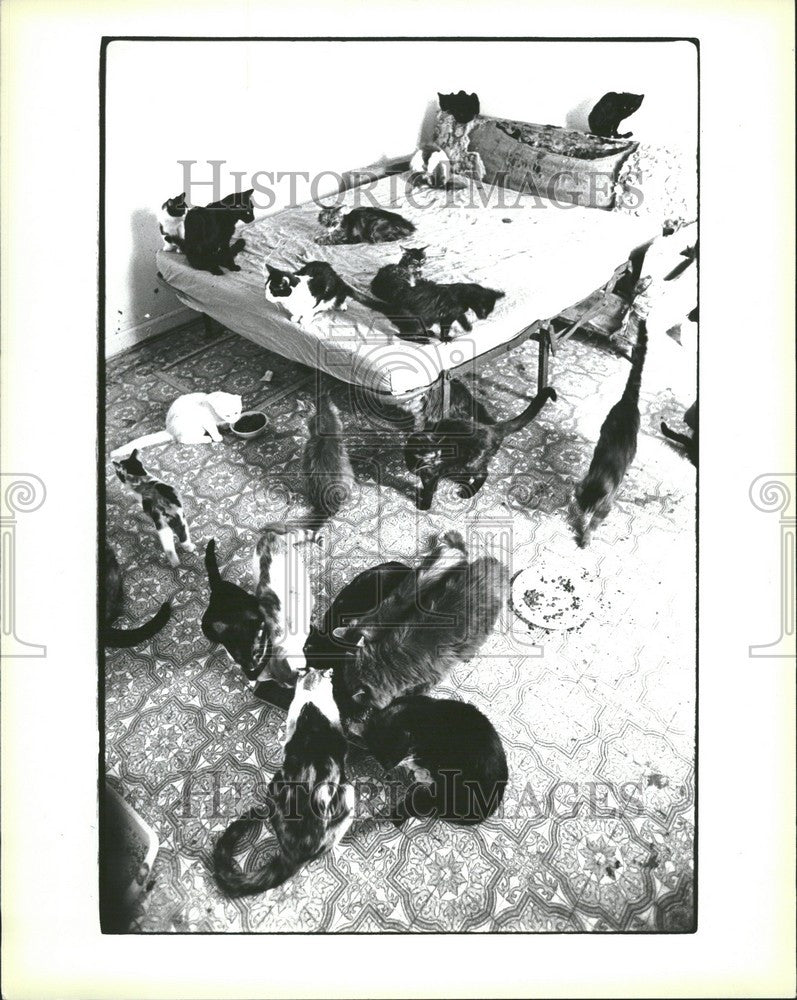 1978 Press Photo cat room oakland humane society - Historic Images