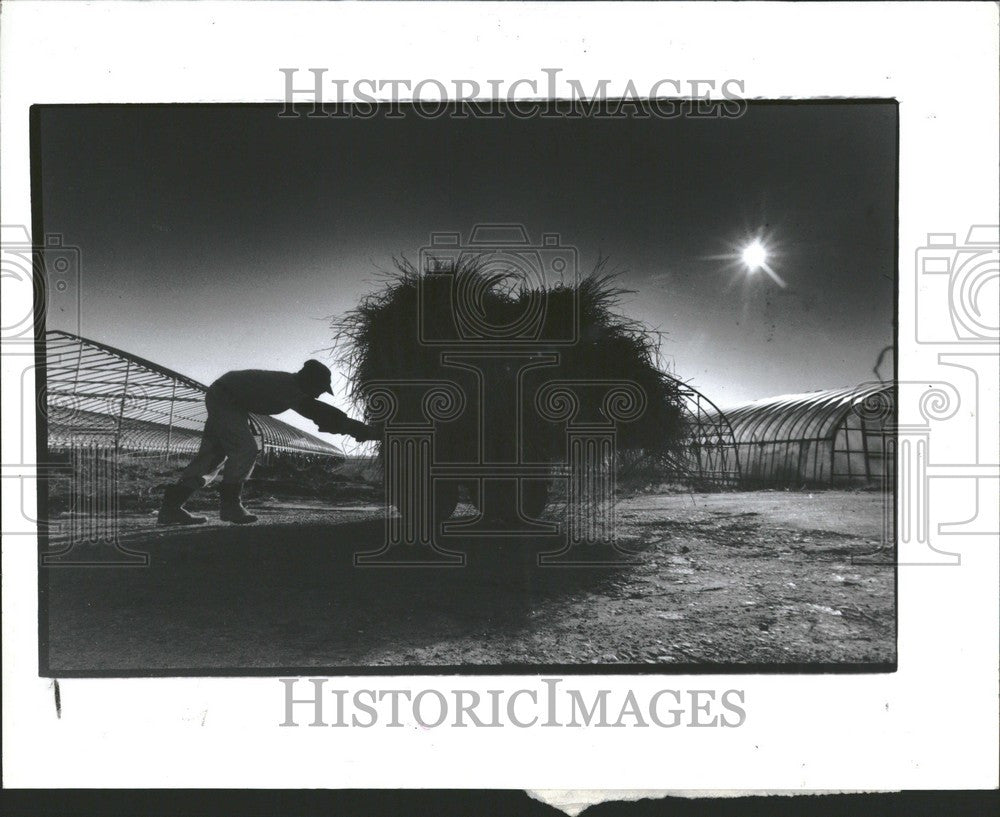 1991 Press Photo Rice farm Yahiko Niigata Japan - Historic Images