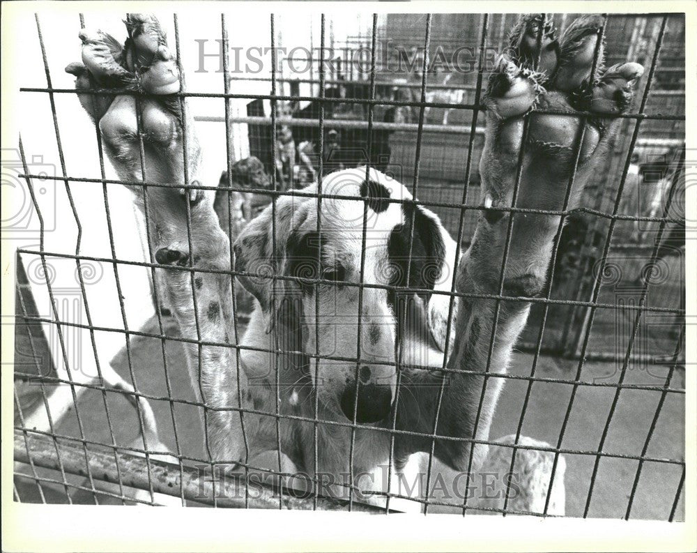 1979 Press Photo Oakland Humane Society Michigan Animal - Historic Images