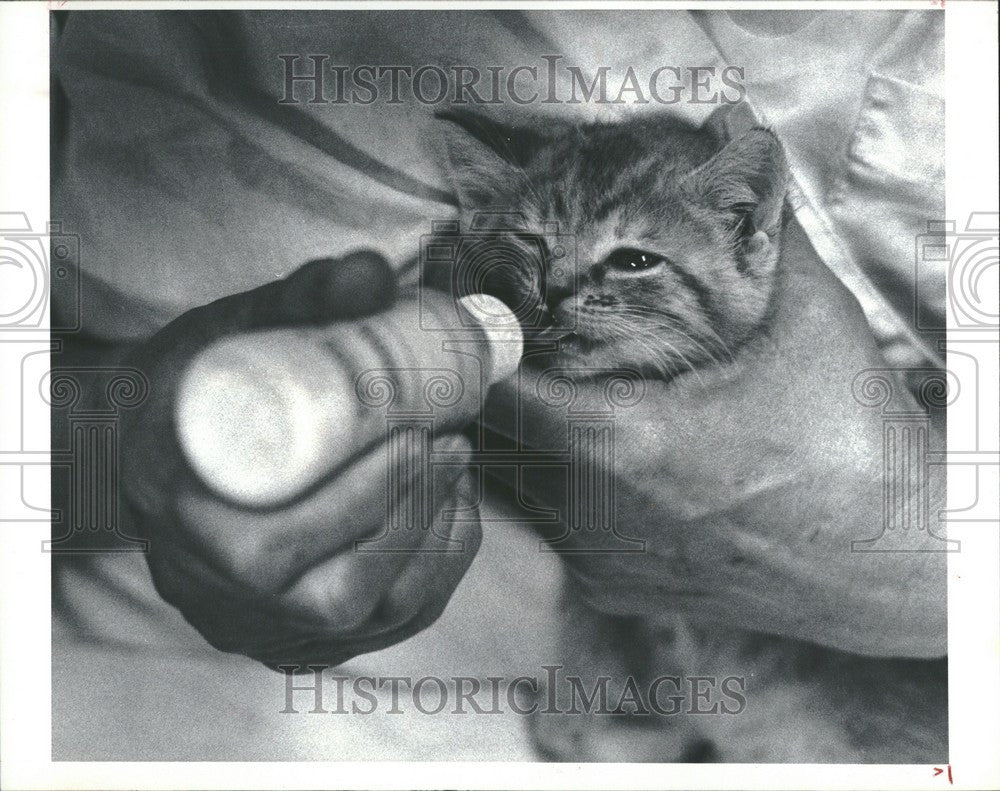 1982 Press Photo A tiny kitten is fed through a bottle - Historic Images