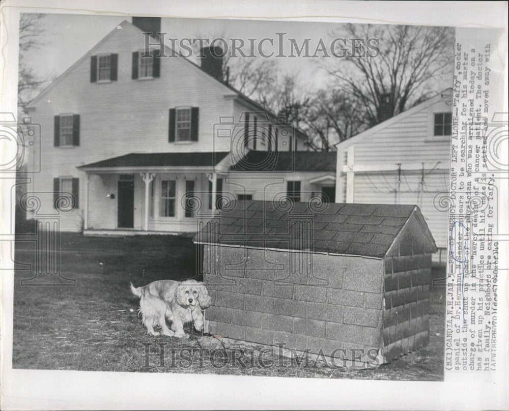 1950 Press Photo Taffy Cocker Spaniel Hermann Sander - Historic Images