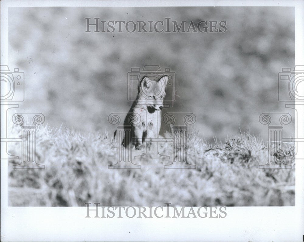 1979 Press Photo Glacier Fox Japan Theaters - Historic Images