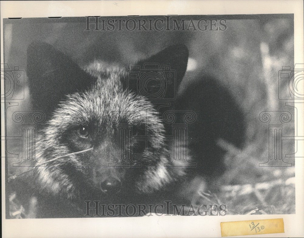 1988 Press Photo Fox Belle Isle Nature Center Detroit - Historic Images