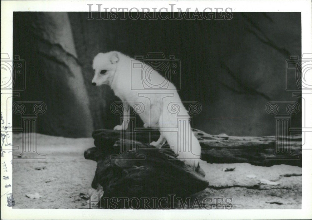 1989 Press Photo Arctic Fox Detroit Zoo - Historic Images