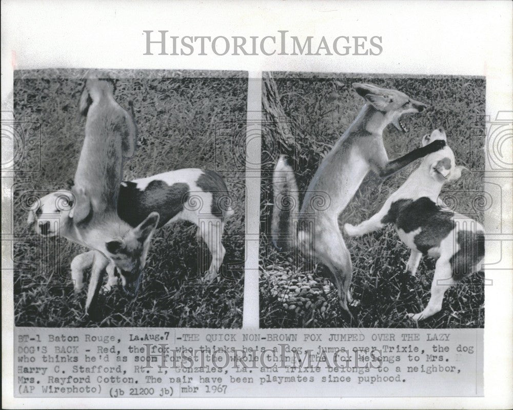 1967 Press Photo Fox dog playing interspecies playmates - Historic Images