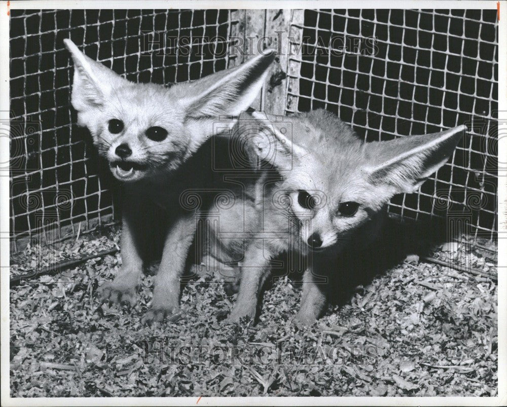 1963 Press Photo Fox Mammals Canidae Family - Historic Images