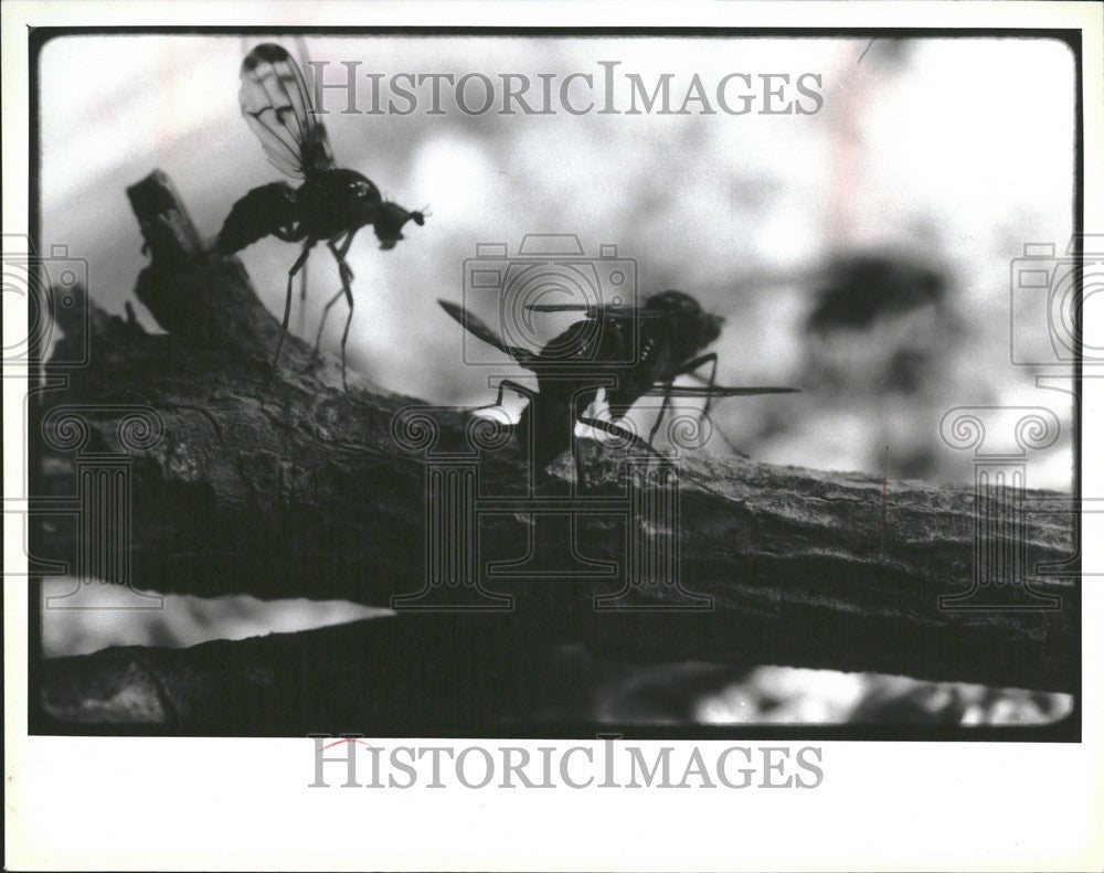 1988 Press Photo Male Fruit Fly Female - Historic Images