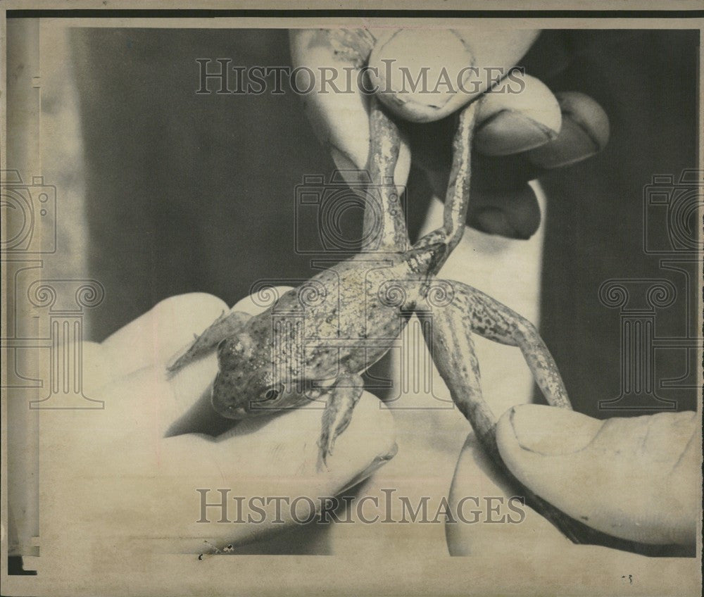 1972 Press Photo frogs - Historic Images