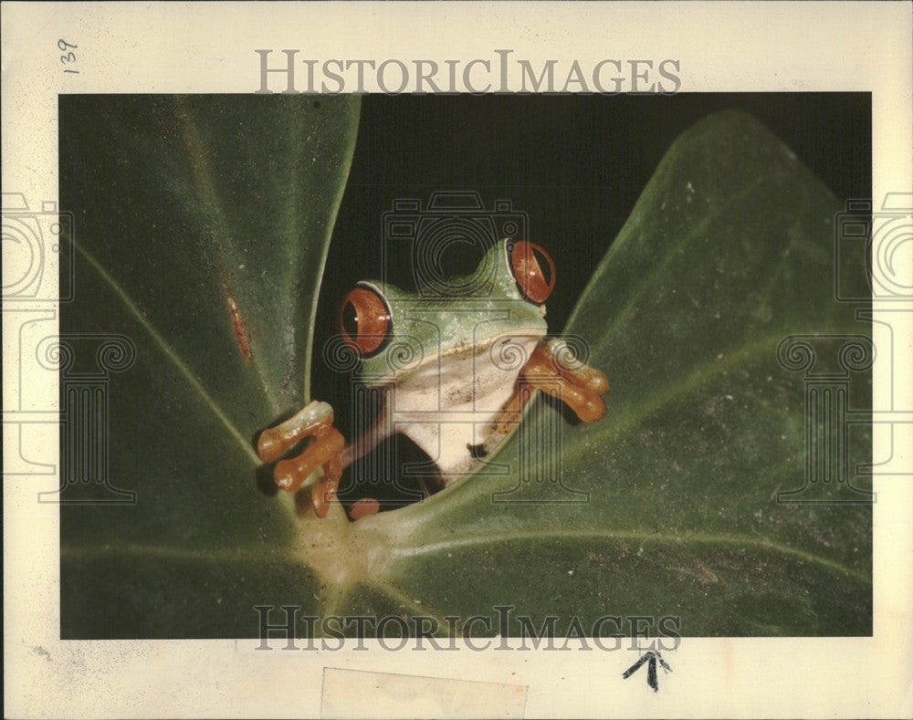 1993 Press Photo Red-Eye Tree Frog Nature Amphibian - Historic Images