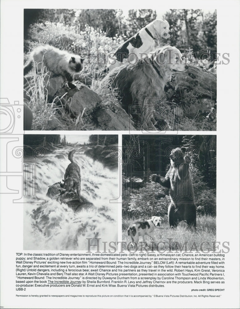 1993 Press Photo Animal Stars in "Homeward Bound: Incredible Journey" Film - Historic Images