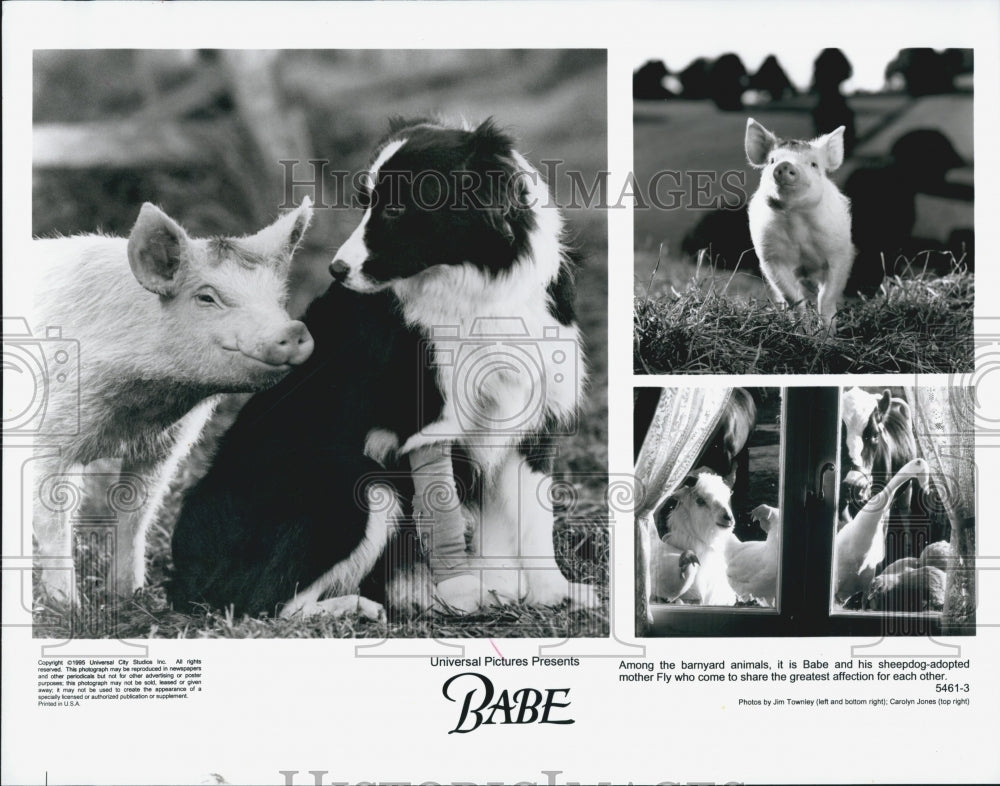 1995 Press Photo Babe the pig and Fly the sheepdog in "Babe" - Historic Images