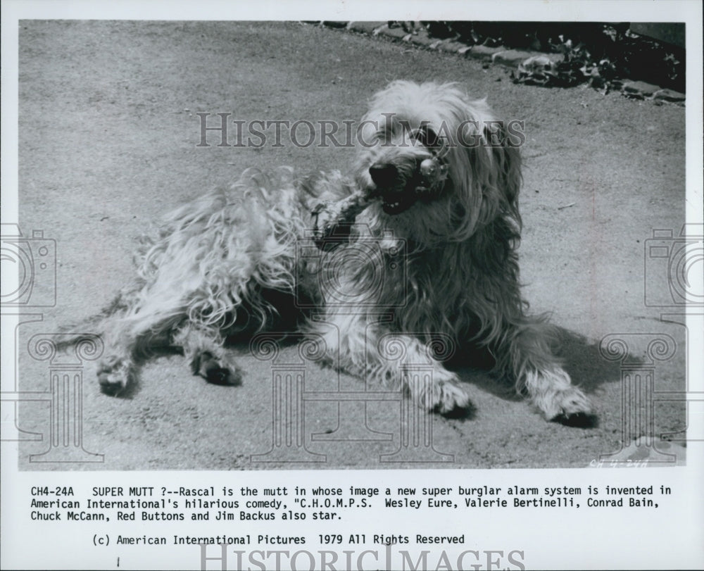 1979 Press Photo "CHOMPS" Actor Dog Rascal Wesley Eure Valerie Bertinelli - Historic Images