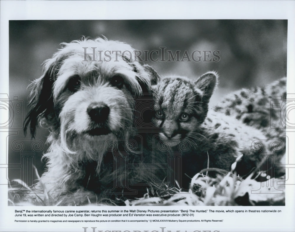 1987 Press Photo Benji in &quot;Benji The Hunted&quot; - Historic Images
