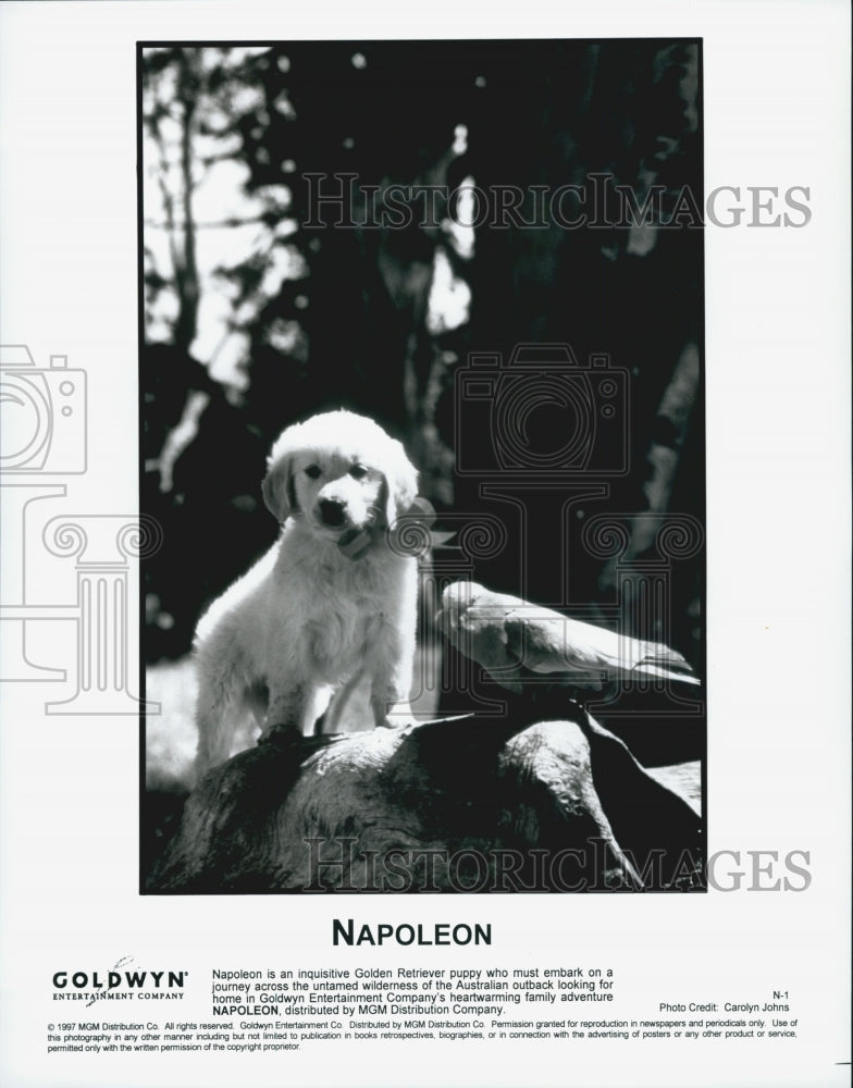 1997 Press Photo &quot;Napoleon&quot; A golden retriever puppy - Historic Images