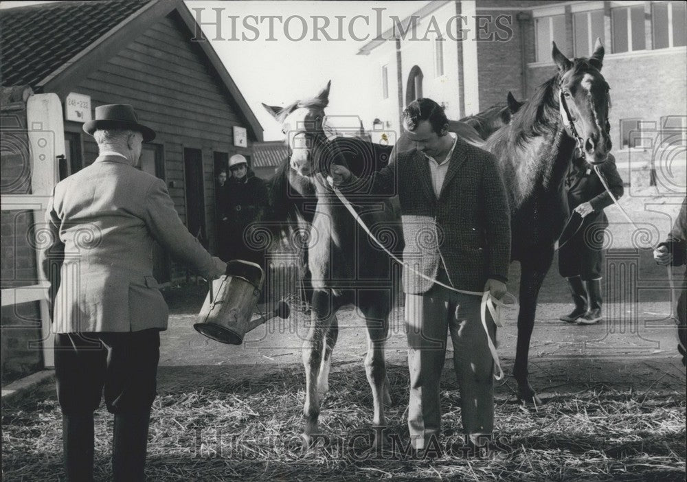 1967 Press Photo Stable, Horses, Newrket, Foot, Mouth Disease - Historic Images