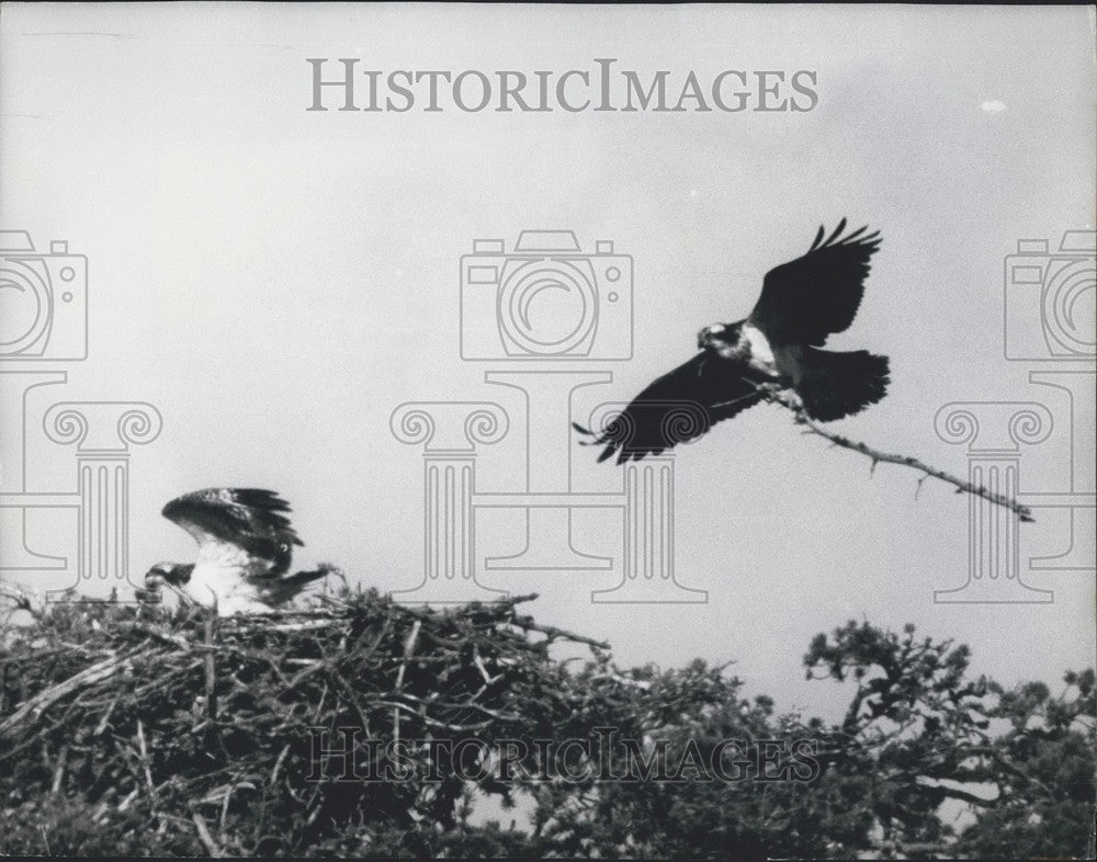 1972 Osprey, Chicks, Loch Garten, Invernesshire - Historic Images