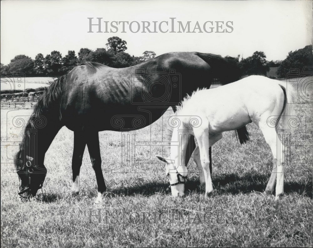 Press Photo All White Colt Born at Sir Charles Clore&#39;s Stud Farm - Historic Images