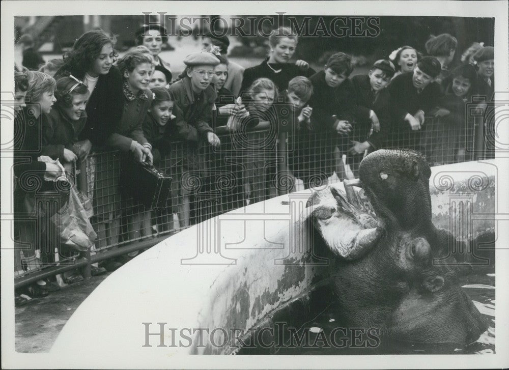 1953 Hippo, Zoo - Historic Images