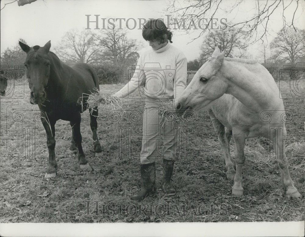 Pit Ponies Go Into Retirement at Cherry Tree Farm - Historic Images