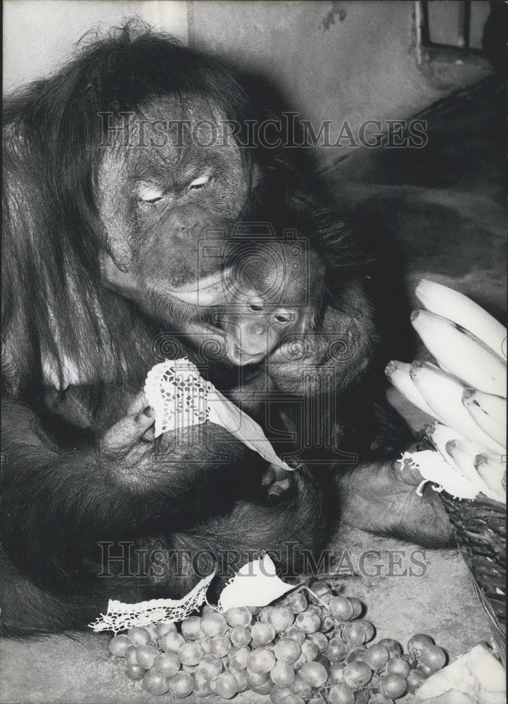 1970 Press Photo Baptism Of Orang-Outang Guggi At The Zoo Hellabrunn - Historic Images