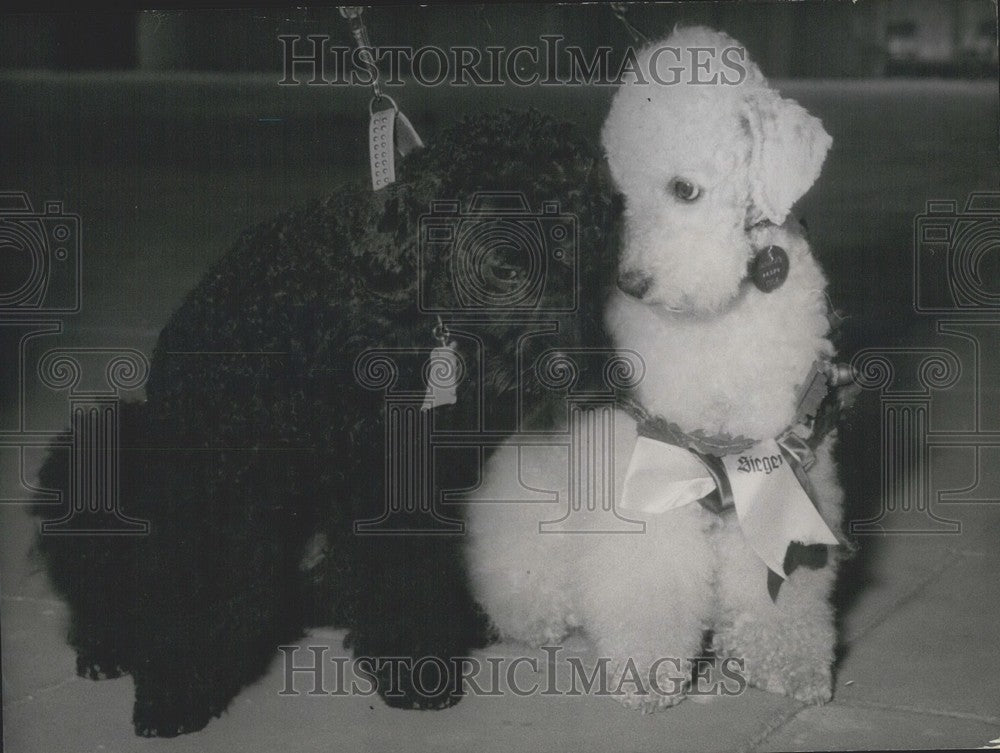 1954  poodle on the common Dog Exhibition - Historic Images