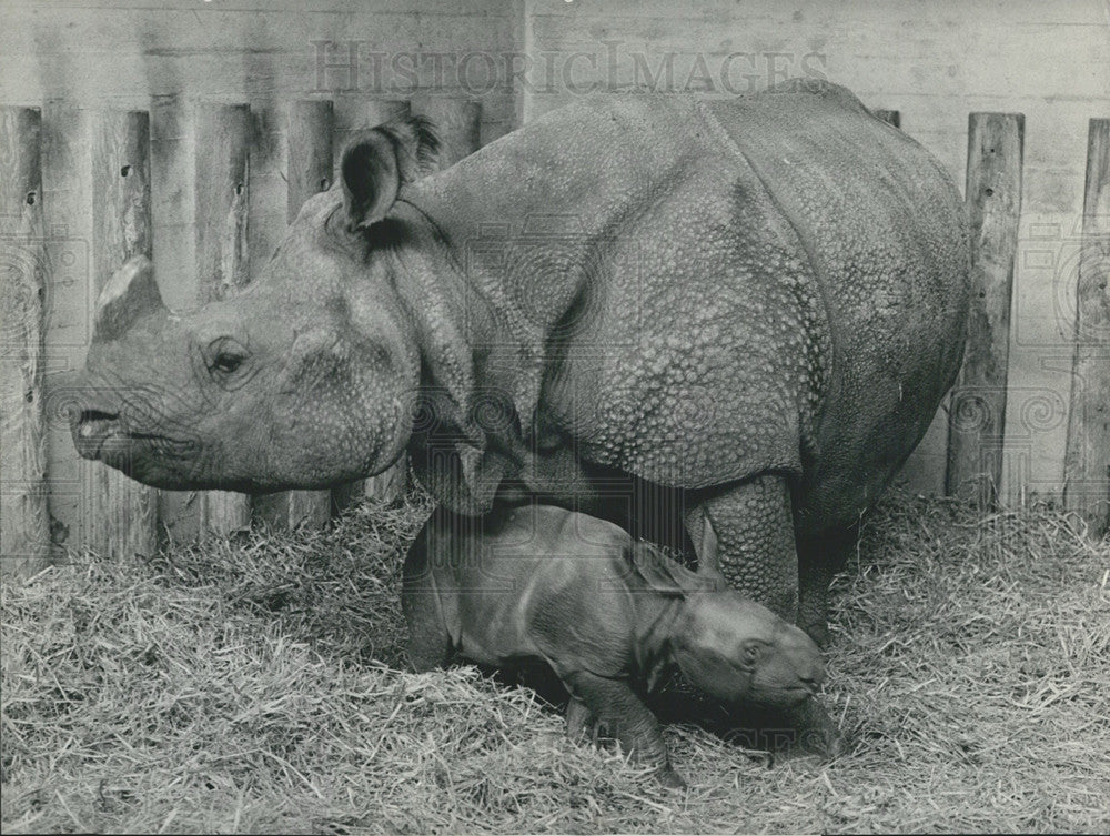 1971 Baby Rhinoceros, Basle Zoo - Historic Images