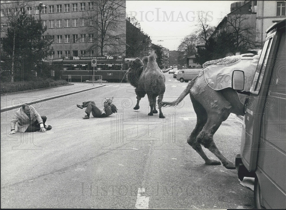 1983 Press Photo Camels in Basel Swizerland - Historic Images